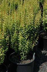 Pow Wow Japanese Barberry (Berberis thunbergii 'Pow Wow') at Lakeshore Garden Centres