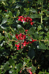 Red Elf Escallonia (Escallonia rubra 'Red Elf') at Lakeshore Garden Centres
