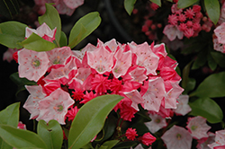 Carol Mountain Laurel (Kalmia latifolia 'Carol') at Lakeshore Garden Centres