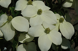 National Chinese Dogwood (Cornus kousa 'National') at Lakeshore Garden Centres