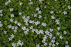 White Star Creeper (Isotoma fluviatilis 'Alba') at Lakeshore Garden Centres