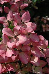 Fireworks Chinese Dogwood (Cornus kousa 'Fireworks') at Lakeshore Garden Centres