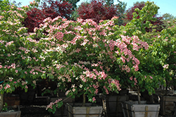 Fireworks Chinese Dogwood (Cornus kousa 'Fireworks') at Lakeshore Garden Centres
