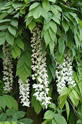 Texas White Wisteria (Wisteria sinensis 'Texas White') at Lakeshore Garden Centres