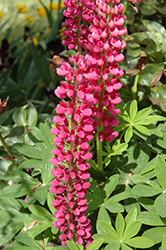 Minarette Red Lupine (Lupinus 'Minarette Red') at Lakeshore Garden Centres