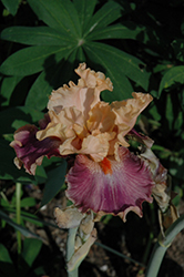 Act Of Kindness Iris (Iris 'Act Of Kindness') at Lakeshore Garden Centres