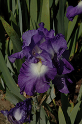 City Lights Iris (Iris 'City Lights') at Lakeshore Garden Centres