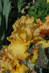 China Dragon Iris (Iris 'China Dragon') at Lakeshore Garden Centres