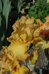 China Dragon Iris (Iris 'China Dragon') at Golden Acre Home & Garden