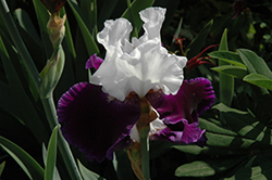 Bet The Farm Iris (Iris 'Bet The Farm') at Lakeshore Garden Centres