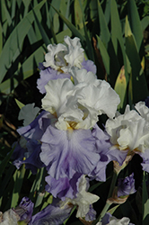 Stairway To Heaven Iris (Iris 'Stairway To Heaven') at Lakeshore Garden Centres
