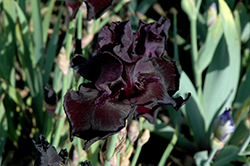 Before The Storm Iris (Iris 'Before The Storm') at Green Thumb Garden Centre