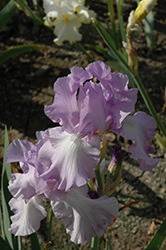 Mary Frances Iris (Iris 'Mary Frances') at Lakeshore Garden Centres