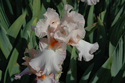 Celebration Song Iris (Iris 'Celebration Song') at Lakeshore Garden Centres