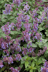Felix Catmint (Nepeta x faassenii 'Felix') at Lakeshore Garden Centres