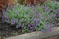 Felix Catmint (Nepeta x faassenii 'Felix') at Lakeshore Garden Centres