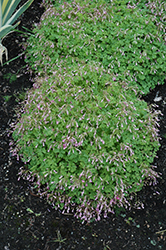 Pink Sorrel (Oxalis articulata) at Lakeshore Garden Centres