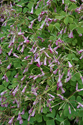 Pink Sorrel (Oxalis articulata) at Lakeshore Garden Centres