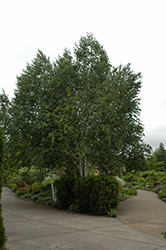 Whitebark Himalayan Birch (clump) (Betula utilis 'var. jacquemontii (clump)') at Green Thumb Garden Centre