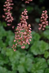 Pink Lipstick Coral Bells (Heuchera 'Pink Lipstick') at Lakeshore Garden Centres