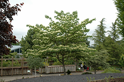 June Snow Giant Dogwood (Cornus controversa 'June Snow-JFS') at Lakeshore Garden Centres