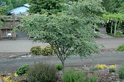 Variegated Japanese Zelkova (Zelkova serrata 'Variegata') at Lakeshore Garden Centres