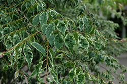 Variegated Japanese Zelkova (Zelkova serrata 'Variegata') at Lakeshore Garden Centres