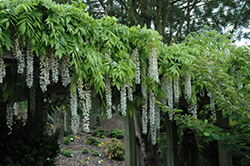 Texas White Wisteria (Wisteria sinensis 'Texas White') at Lakeshore Garden Centres