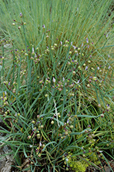 Star Rush (Rhynchospora colorata) at Lakeshore Garden Centres