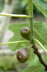 Negronne Fig (Ficus carica 'Negronne') at Lakeshore Garden Centres