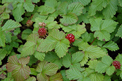 Arctic Raspberry (Rubus arcticus) at Lakeshore Garden Centres