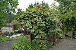 Crimson Glory Vine (Vitis coignetiae) at Lakeshore Garden Centres