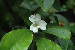Medlar (Mespilus germanica) at Lakeshore Garden Centres