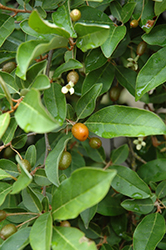 Sweet Scarlet Goumi (Elaeagnus multiflora 'Sweet Scarlet') at Lakeshore Garden Centres