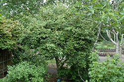 Sweet Scarlet Goumi (Elaeagnus multiflora 'Sweet Scarlet') at Lakeshore Garden Centres