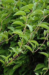 Magnolia Vine (Schisandra chinensis) at Lakeshore Garden Centres