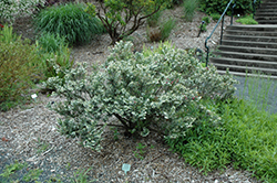 Pink Snowdrop Chilean Wintergreen (Gaultheria mucronata 'Pink Snowdrop') at Lakeshore Garden Centres