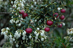 Pink Snowdrop Chilean Wintergreen (Gaultheria mucronata 'Pink Snowdrop') at Lakeshore Garden Centres
