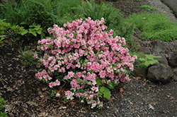 Gumpo Pink Azalea (Rhododendron 'Gumpo Pink') at Lakeshore Garden Centres
