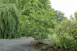 Spice Bush (Calycanthus occidentalis) at Lakeshore Garden Centres