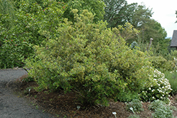 Chinese Mock Orange (Pittosporum heterophyllum) at Lakeshore Garden Centres