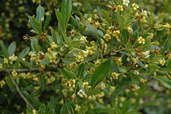 Chinese Mock Orange (Pittosporum heterophyllum) at Lakeshore Garden Centres