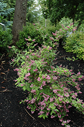 Pink-A-Boo Deutzia (Deutzia 'Monzia') at Lakeshore Garden Centres
