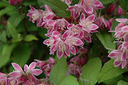 Pink-A-Boo Deutzia (Deutzia 'Monzia') at Lakeshore Garden Centres