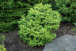 Peve Tijn Serbian Spruce (Picea omorika 'Peve Tijn') at Lakeshore Garden Centres