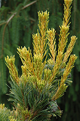 Goldilocks White Pine (Pinus parviflora 'Goldilocks') at Lakeshore Garden Centres