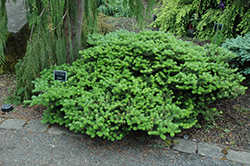 Green Carpet Korean Fir (Abies koreana 'Green Carpet') at Lakeshore Garden Centres