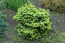 Hunnewell Nordmann Fir (Abies nordmanniana 'Hunnewell') at Lakeshore Garden Centres