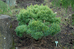 Verkade's Broom Eastern WhitePine (Pinus strobus 'Verkade's Broom') at Lakeshore Garden Centres