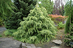 Silver Mist Deodar Cedar (Cedrus deodara 'Silver Mist') at Lakeshore Garden Centres